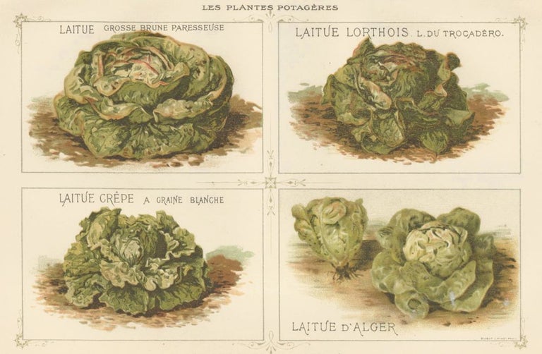 Item nr. 156638 Laitue (lettuce). Les Plantes Potageres. Vilmorin-Andrieux et cie.