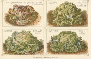 Item nr. 156639 Laitue (lettuce). Les Plantes Potageres. Vilmorin-Andrieux et cie