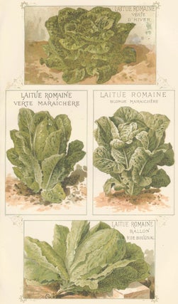 Item nr. 156640 Laitue (lettuce). Les Plantes Potageres. Vilmorin-Andrieux et cie