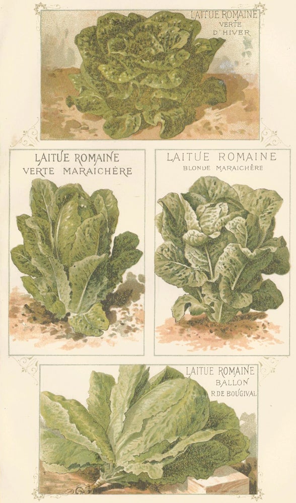 Item nr. 156640 Laitue (lettuce). Les Plantes Potageres. Vilmorin-Andrieux et cie.