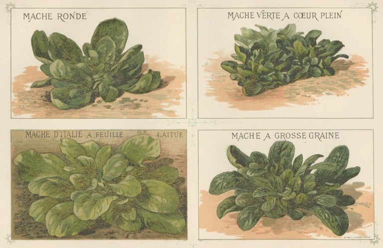 Item nr. 156642 Mache (lettuce). Les Plantes Potageres. Vilmorin-Andrieux et cie.