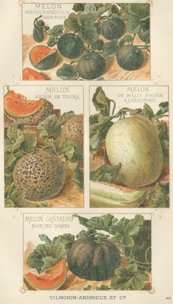 Item nr. 156644 Melon. Les Plantes Potageres. Vilmorin-Andrieux et cie