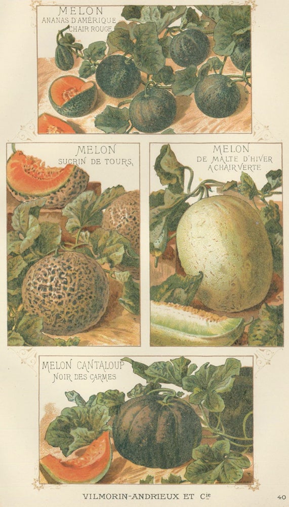 Item nr. 156644 Melon. Les Plantes Potageres. Vilmorin-Andrieux et cie.