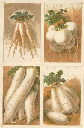 Item nr. 156647 Navet (turnip). Les Plantes Potageres. Vilmorin-Andrieux et cie