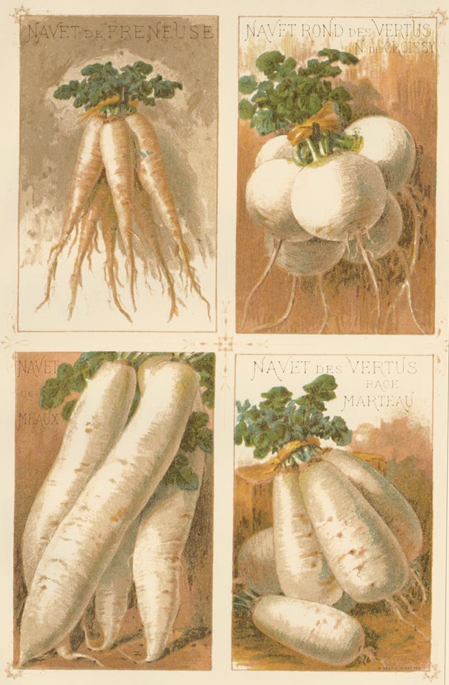 Item nr. 156647 Navet (turnip). Les Plantes Potageres. Vilmorin-Andrieux et cie.