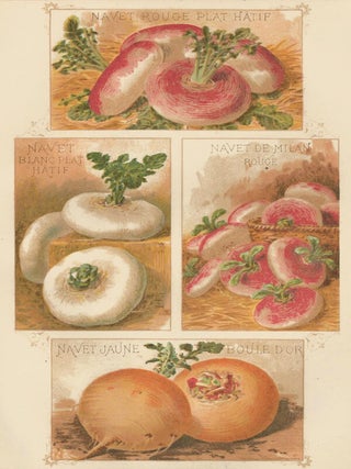 Item nr. 156648 Navet (turnip). Les Plantes Potageres. Vilmorin-Andrieux et cie