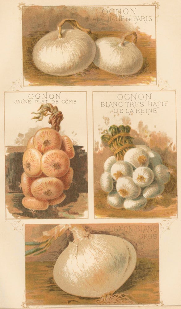 Item nr. 156650 Ognon (onion). Les Plantes Potageres. Vilmorin-Andrieux et cie.
