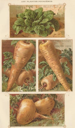 Item nr. 156651 Oseille (sorrel) and Panais (parsnip). Les Plantes Potageres. Vilmorin-Andrieux...