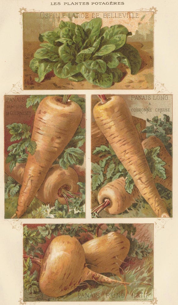 Item nr. 156651 Oseille (sorrel) and Panais (parsnip). Les Plantes Potageres. Vilmorin-Andrieux et cie.