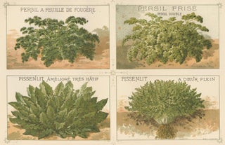 Item nr. 156655 Persil (parsley) and Pissenlit (dandelion). Les Plantes Potageres....
