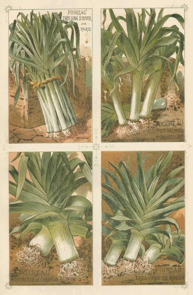 Item nr. 156658 Poireau (leek). Les Plantes Potageres. Vilmorin-Andrieux et cie.