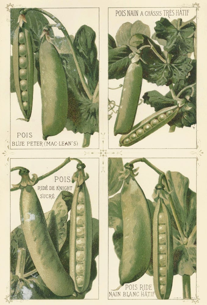 Item nr. 156661 Pois (peas). Les Plantes Potageres. Vilmorin-Andrieux et cie.