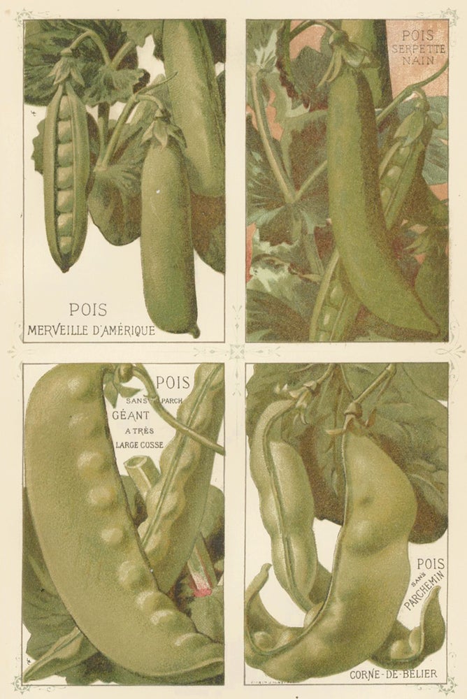 Item nr. 156662 Pois (peas). Les Plantes Potageres. Vilmorin-Andrieux et cie.