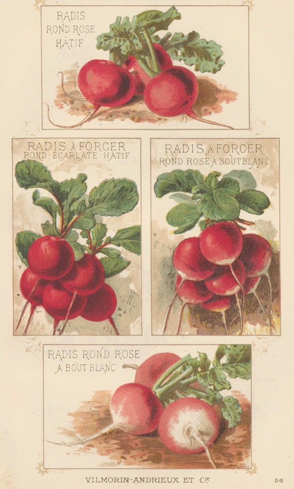 Item nr. 156663 Radis (radish). Les Plantes Potageres. Vilmorin-Andrieux et cie.