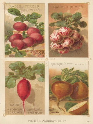 Item nr. 156664 Radis (radish). Les Plantes Potageres. Vilmorin-Andrieux et cie