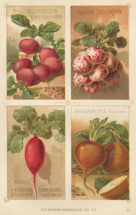 Item nr. 156664 Radis (radish). Les Plantes Potageres. Vilmorin-Andrieux et cie