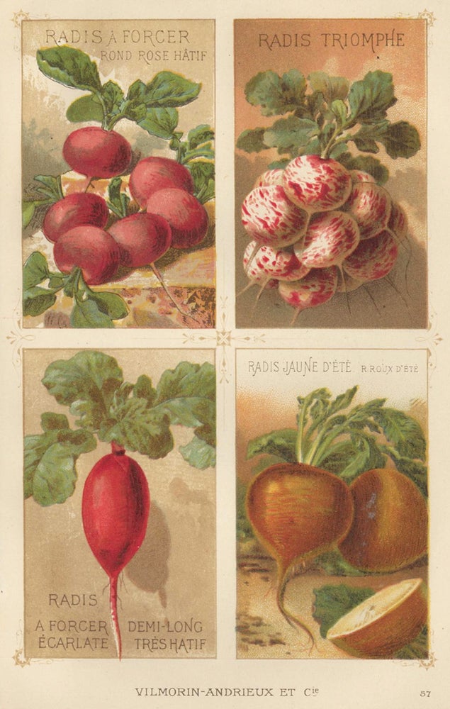 Item nr. 156664 Radis (radish). Les Plantes Potageres. Vilmorin-Andrieux et cie.
