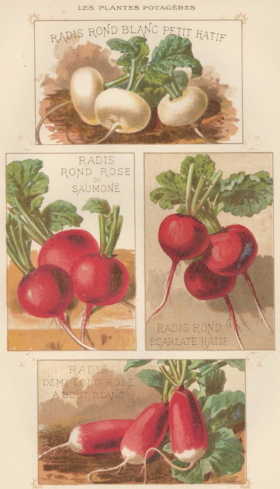Item nr. 156665 Radis (radish). Les Plantes Potageres. Vilmorin-Andrieux et cie.