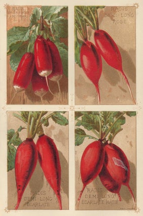 Item nr. 156666 Radis (radish). Les Plantes Potageres. Vilmorin-Andrieux et cie