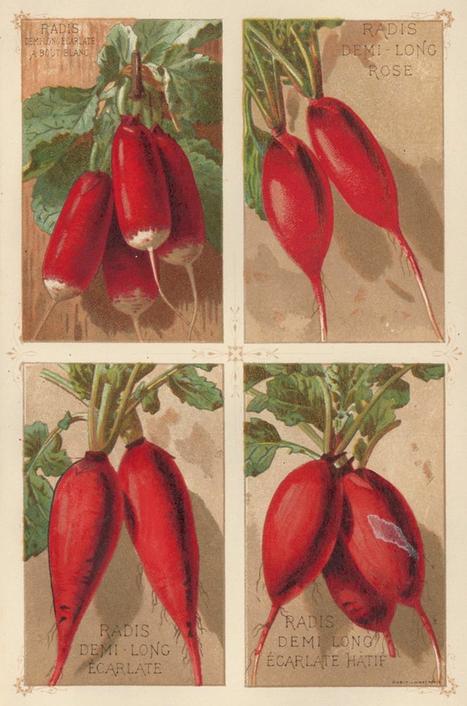 Item nr. 156666 Radis (radish). Les Plantes Potageres. Vilmorin-Andrieux et cie.
