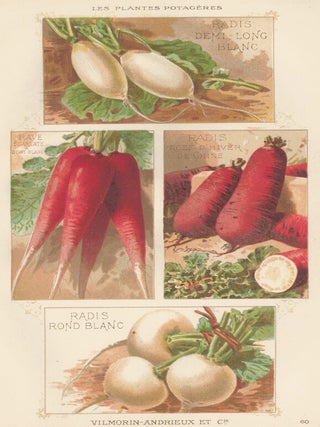 Item nr. 156667 Radis (radish). Les Plantes Potageres. Vilmorin-Andrieux et cie