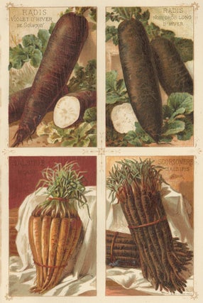 Item nr. 156668 Radis (radish). Les Plantes Potageres. Vilmorin-Andrieux et cie