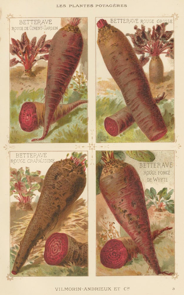 Item nr. 156673 Bettergrave (beet). Les Plantes Potageres. Vilmorin-Andrieux et cie.