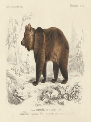 Item nr. 156773 Ours Brun. Dictionnaire Universel d'Histoire Naturelle. Charles D'Orbigny