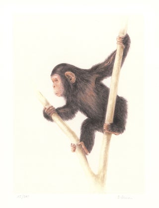 Item nr. 157046 Chimpanzee. Dominique Denou