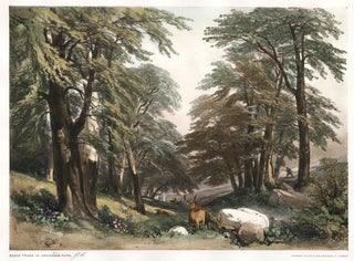 Item nr. 157091 Beech Trees in Arundale Park. The Park and the Forest. James Duffield Harding