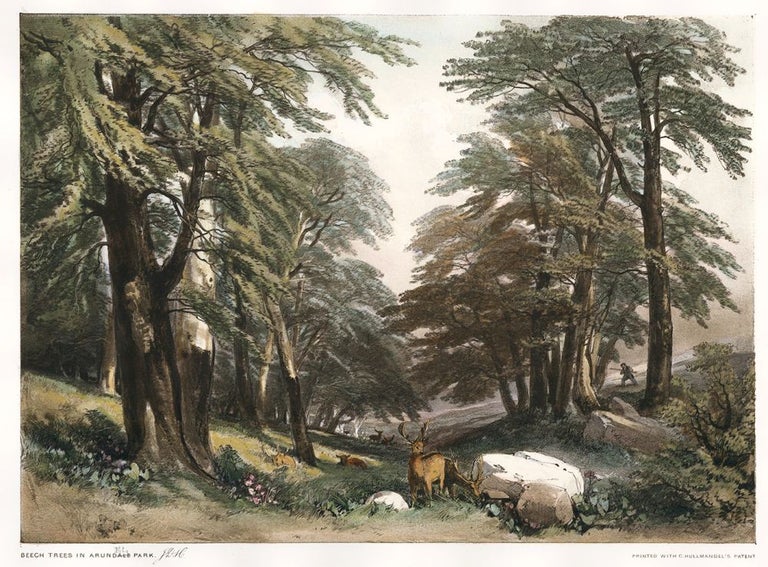 Item nr. 157091 Beech Trees in Arundale Park. The Park and the Forest. James Duffield Harding.
