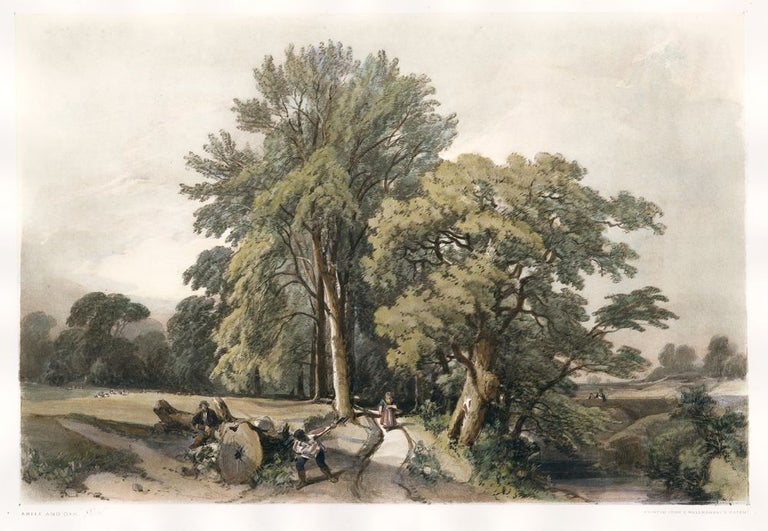 Item nr. 157092 Abele and Oak. The Park and the Forest. James Duffield Harding.