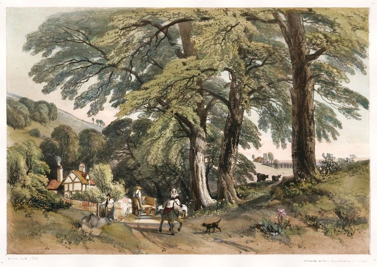 Item nr. 157094 Wych Elm. The Park and the Forest. James Duffield Harding.