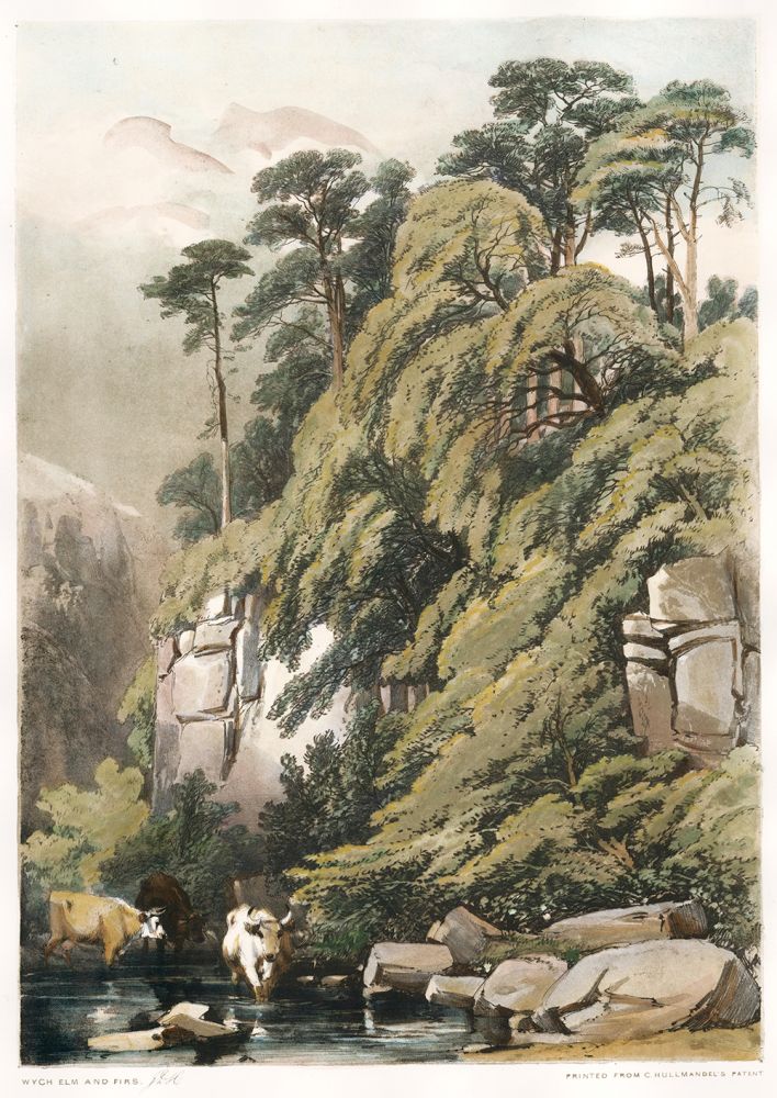Item nr. 157095 Wych Elm and Firs. The Park and the Forest. James Duffield Harding.
