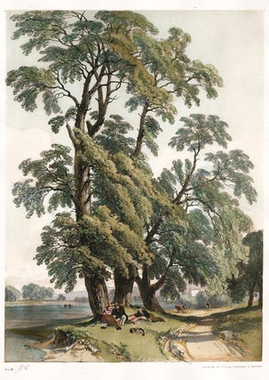 Item nr. 157096 Elm. The Park and the Forest. James Duffield Harding