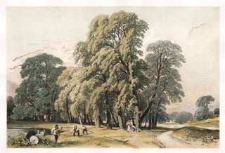 Item nr. 157098 Plane Trees. The Park and the Forest. James Duffield Harding