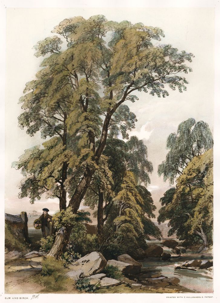 Item nr. 157103 Elm and Birch. The Park and the Forest. James Duffield Harding.