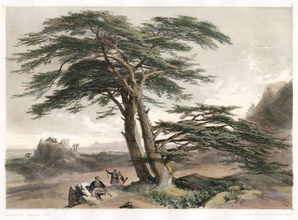 cedars of lebanon painting