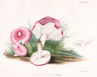 Item nr. 157169 Agaricus emeticus. Illustrations of British mycology. Thomas John Hussey