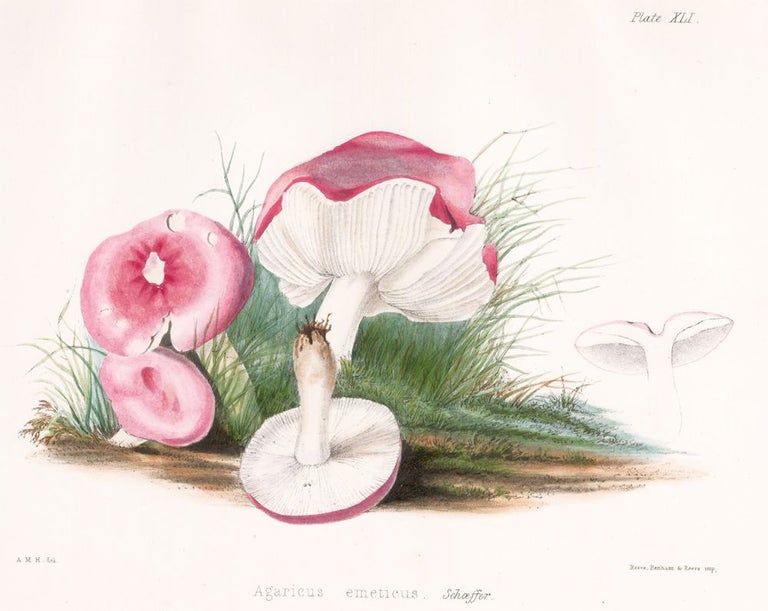 Item nr. 157169 Agaricus emeticus. Illustrations of British mycology. Thomas John Hussey.
