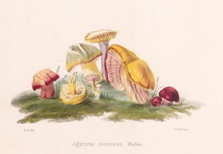 Item nr. 157171 Agaricus coccineus. Illustrations of British mycology. Thomas John Hussey