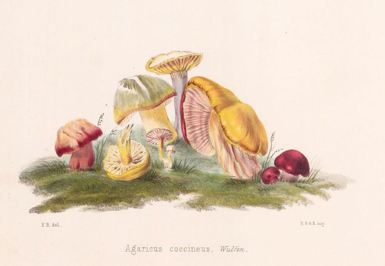 Item nr. 157171 Agaricus coccineus. Illustrations of British mycology. Thomas John Hussey.