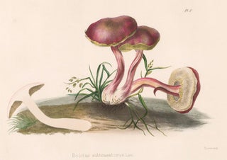Item nr. 157172 Boltetus subtomentosus. Illustrations of British mycology. Thomas John Hussey
