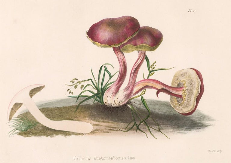 Item nr. 157172 Boltetus subtomentosus. Illustrations of British mycology. Thomas John Hussey.