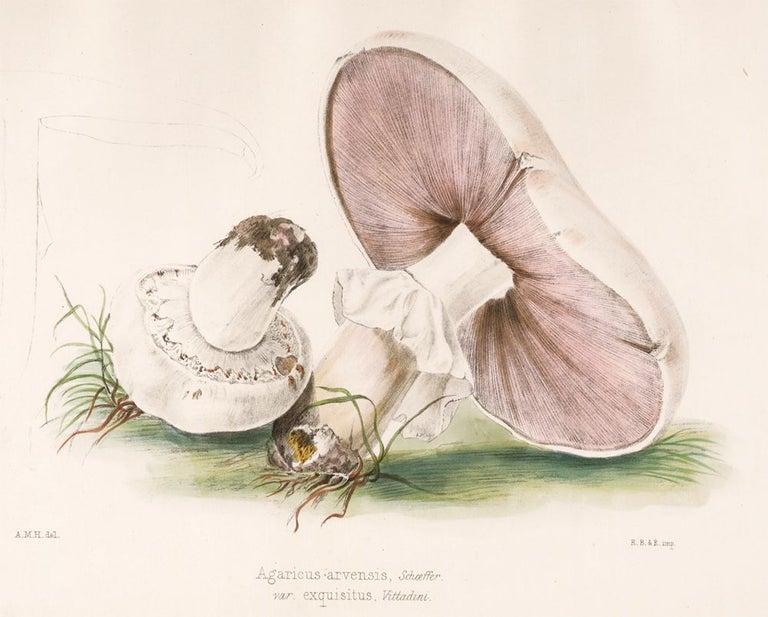 Item nr. 157173 Agaricus arvensis. Illustrations of British mycology. Thomas John Hussey.
