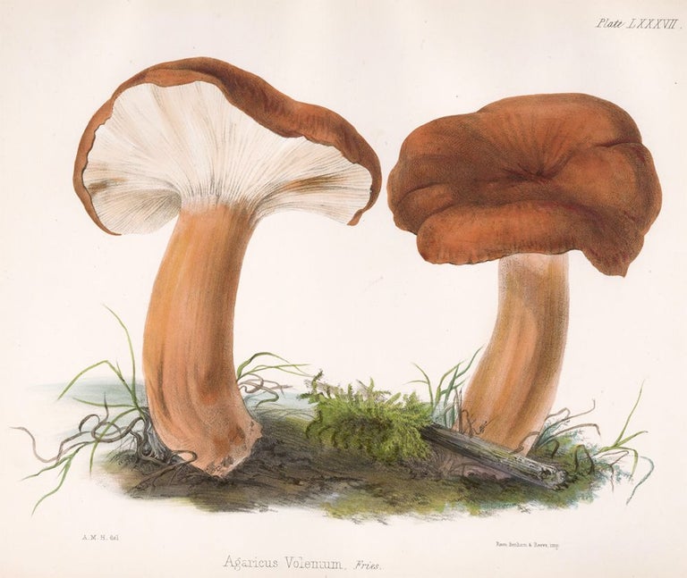 Item nr. 157174 Agaricus Volemum. Illustrations of British mycology. Thomas John Hussey.