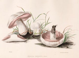 Item nr. 157175 Agaricus campestris. Illustrations of British mycology. Thomas John Hussey