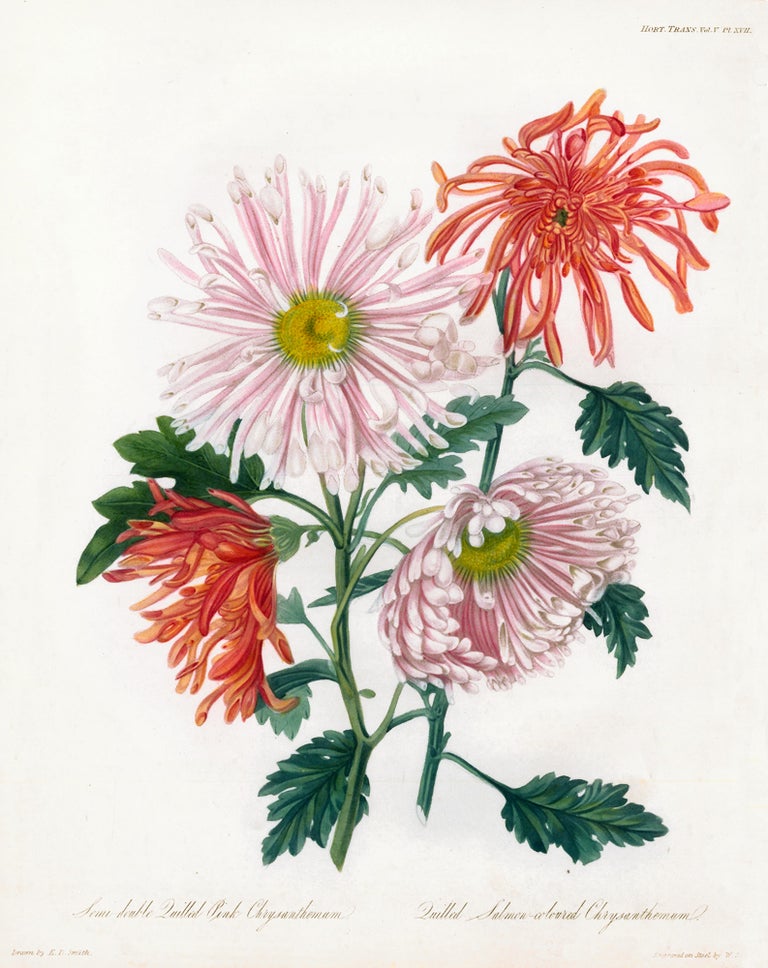 Item nr. 157221 Semi-double Quilled Pink Chrysanthemum and Quilled Salmon-Colored Chrysanthemum. Royal Horticultural Society.