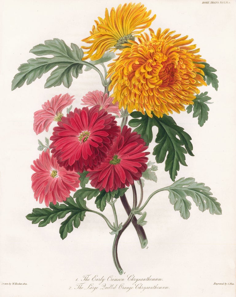 Item nr. 157222 Vol. V, Pl III. The Early Crimson Chrysanthemum and the Large Quilled Orange Chrysanthemum. Royal Horticultural Society.
