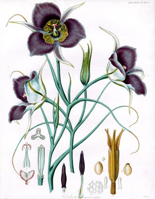 Item nr. 157224 Vol. VII, Pl VIII. Calochorus macrocarphus. Royal Horticultural Society